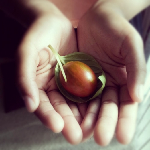 tomato on basil leaf in palm of hands